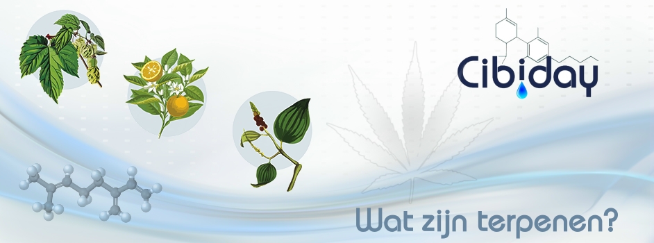 Wat zijn Terpenen